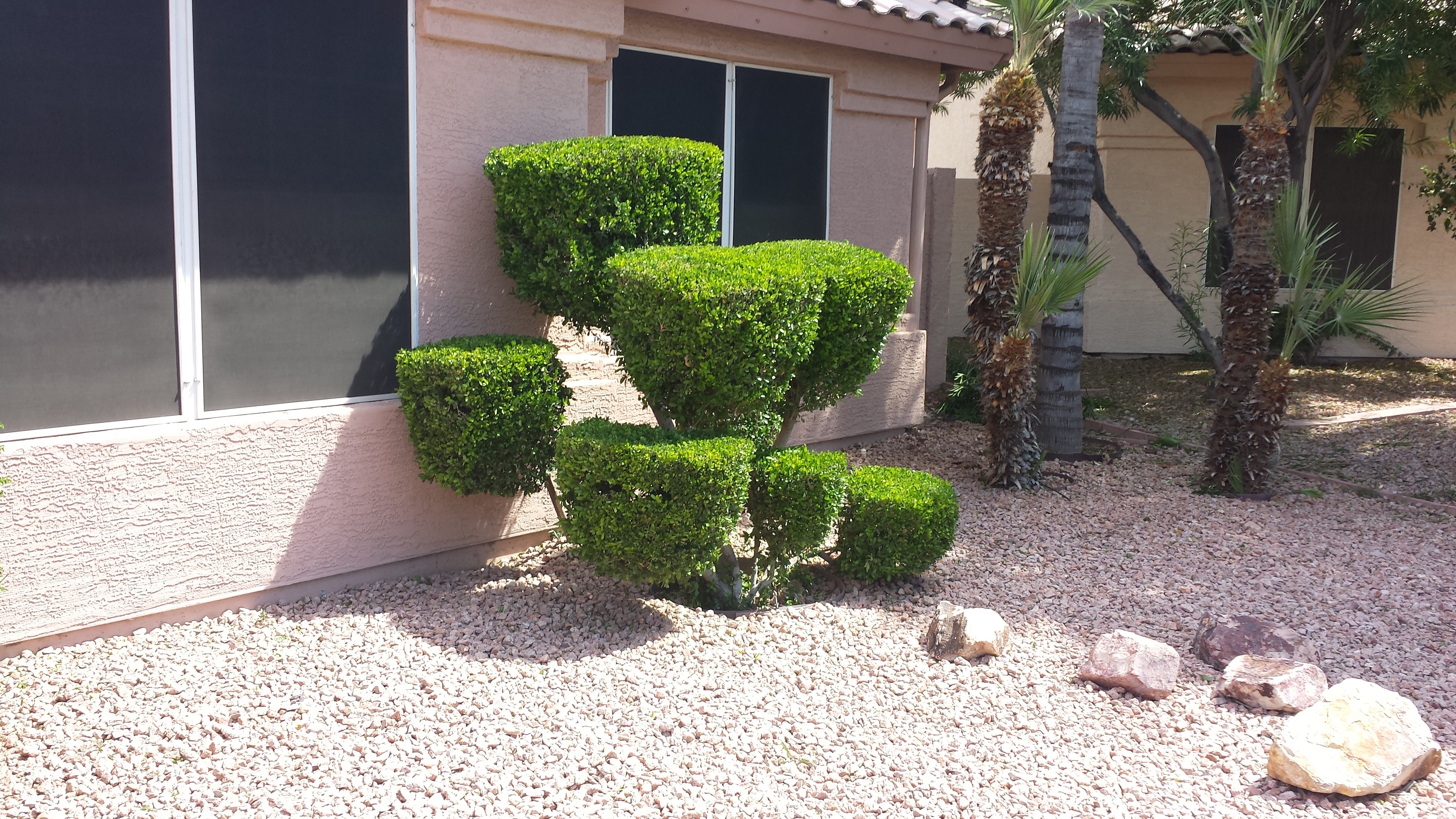 trimmed-hedge