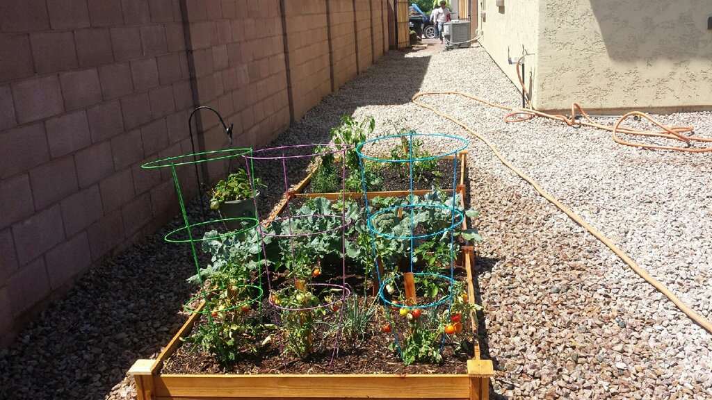 vegetable-garden