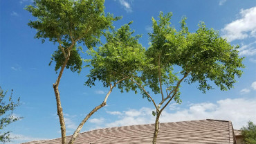 freshly-trimmed-trees