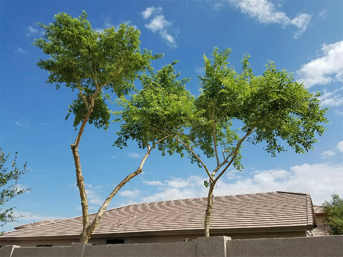 freshly-trimmed-trees
